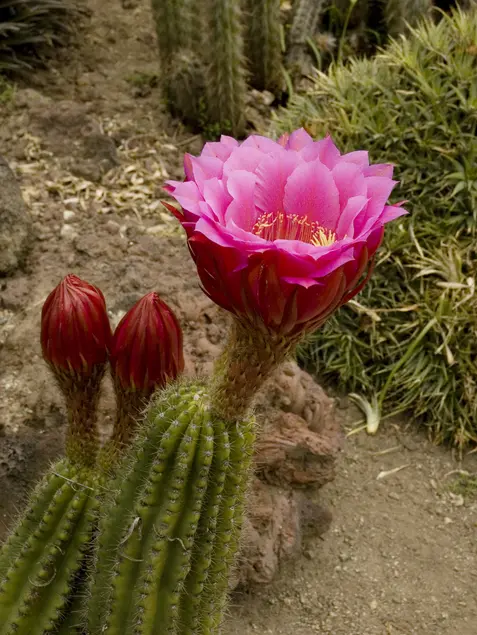 Green stem with spine-like growths supports a pink flower.
