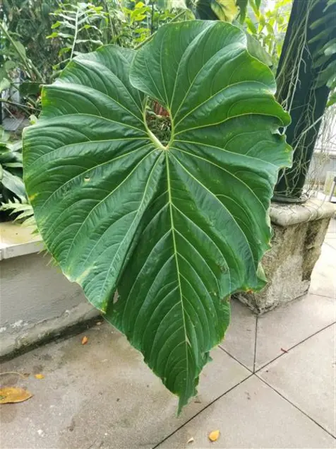 Large, dark green, vertical leaf.