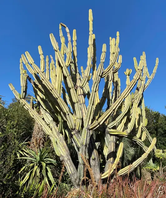 Succulent plant with large branching stems and small spine-like growths