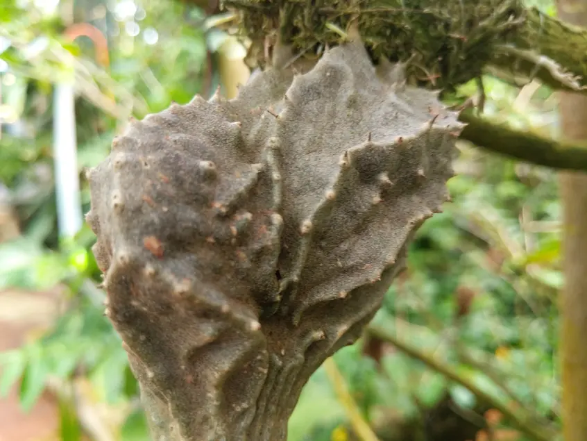 Swollen plant stem with ridges, holes, and small spine-like growths.