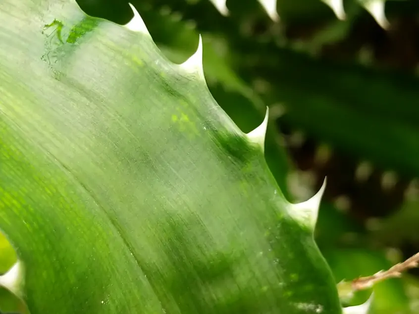 Close up of a dark green leaf with white spine-like growths on the edge.