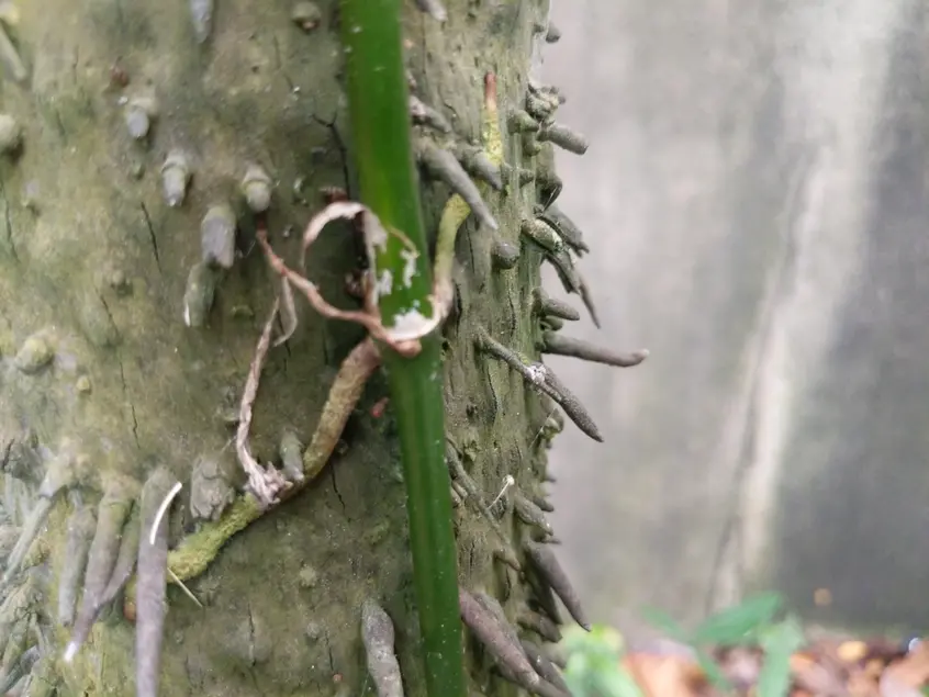 Close up of a tree trunk with spine-like growths. The trunk has a green stem attached to it with roots.