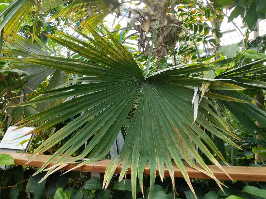 Large dark green palm-like leaf