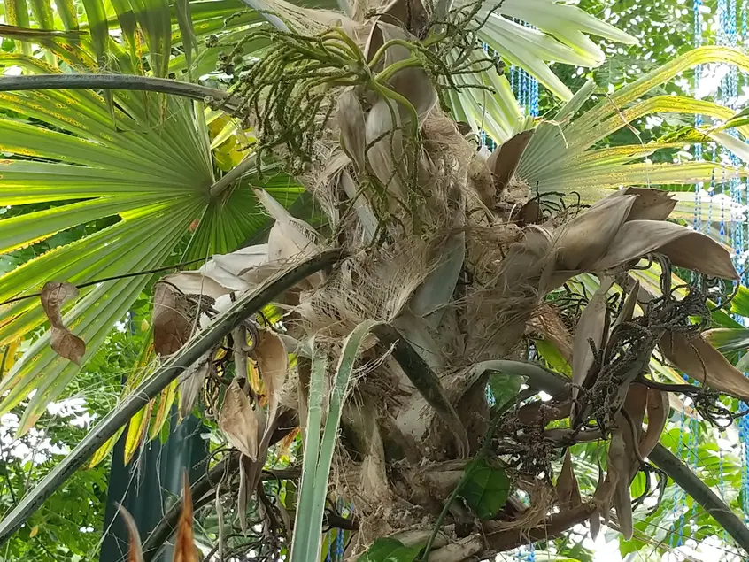 Palm-like leaves attached to a stem. The stem hosts matter from other plants.