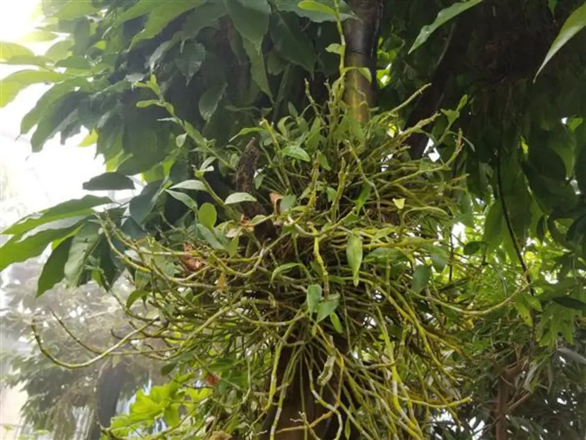 Plant growing on another plant's trunk. The plant has many stems and leaves growing in different directions.