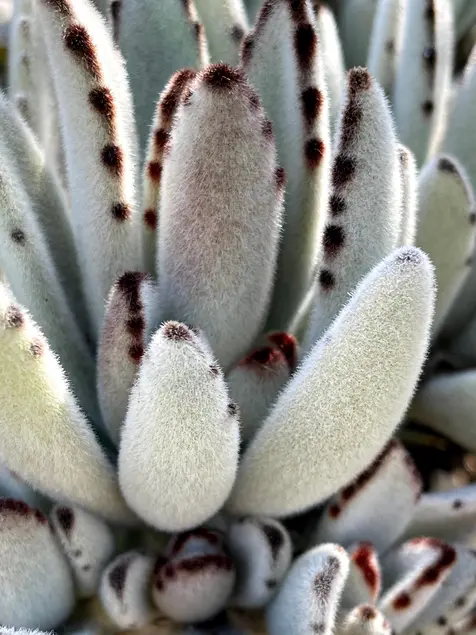 Succulent leaves covered in white hairs. The leaves have dark spots on the tips.