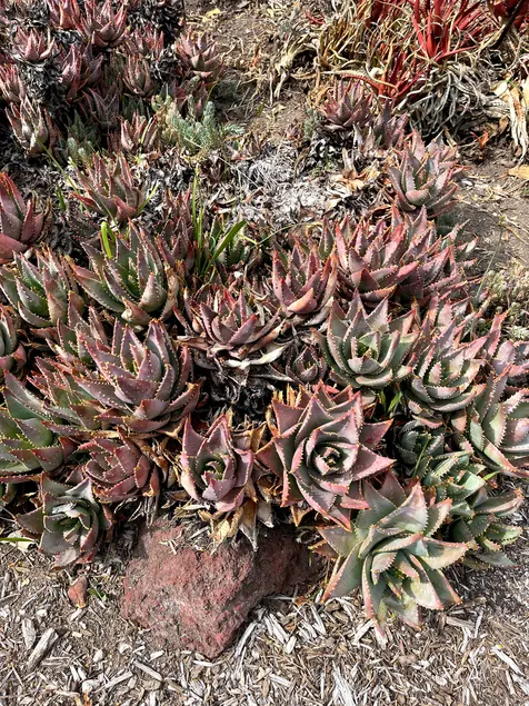 Many rosette-shaped succulents grow next to each other. The succulents are green in the center and red at the edges.
