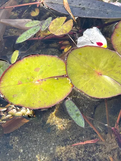 Leaves float on the surface of the water