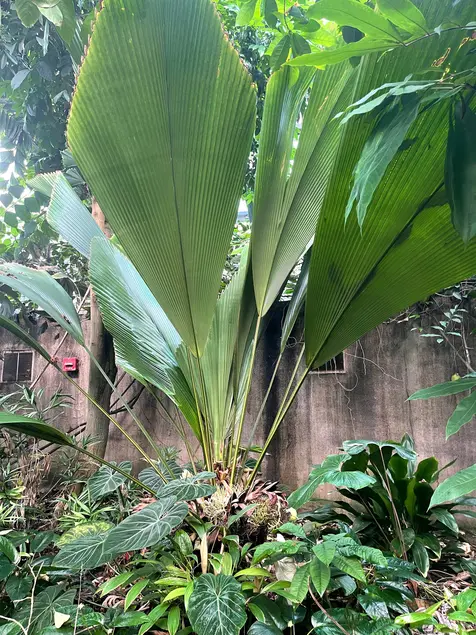 Plant with large green vertical leaves grows in front of a concrete wall. The plant is surrounded by shorter dark plants.