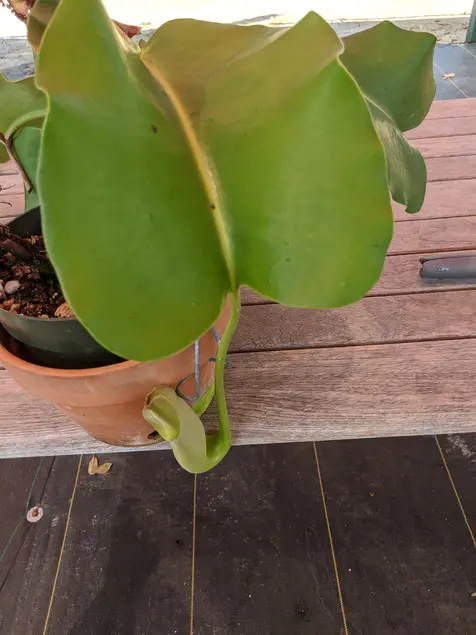 Large green leaf with a pitcher-like growth at the end.