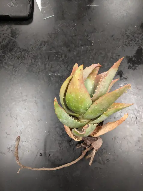 Uprooted succulent plant lying on a black table. A root curls on the table surface. The plant's leaves are green and red.