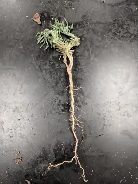 Uprooted plant with a single long root