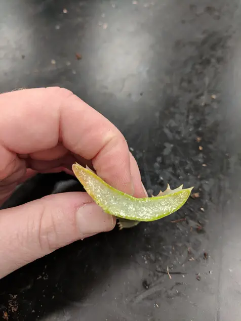 A person holds a cut open leaf. The inside of the leaf is pale and wet.