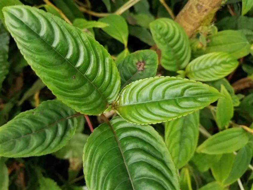 Dark green leaves with a pattern of lighter colors sweeping upward.