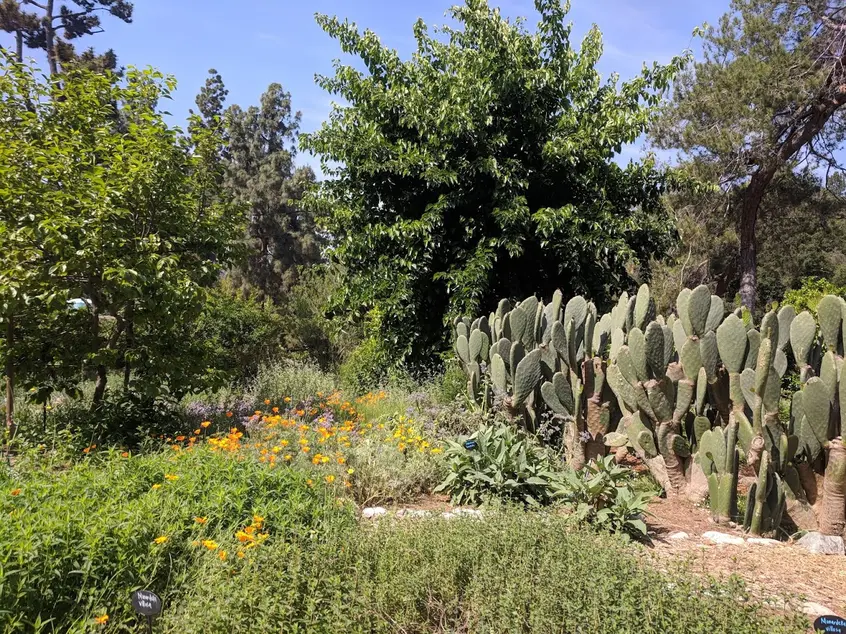 Garden with multiple trees, shrubs, and a cactus