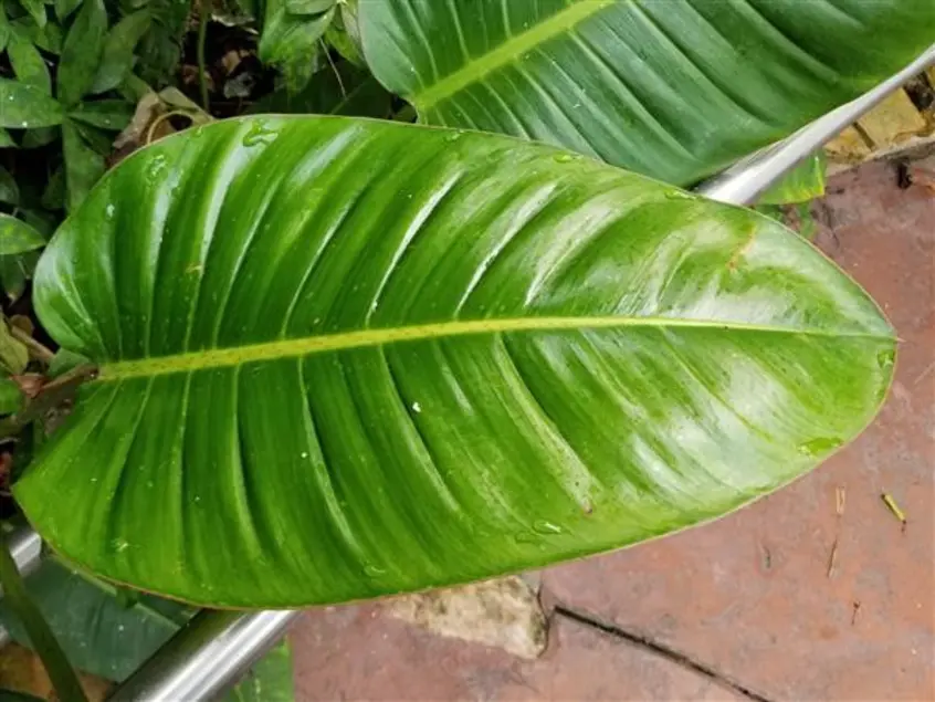 Large bright green horizontal leaf.