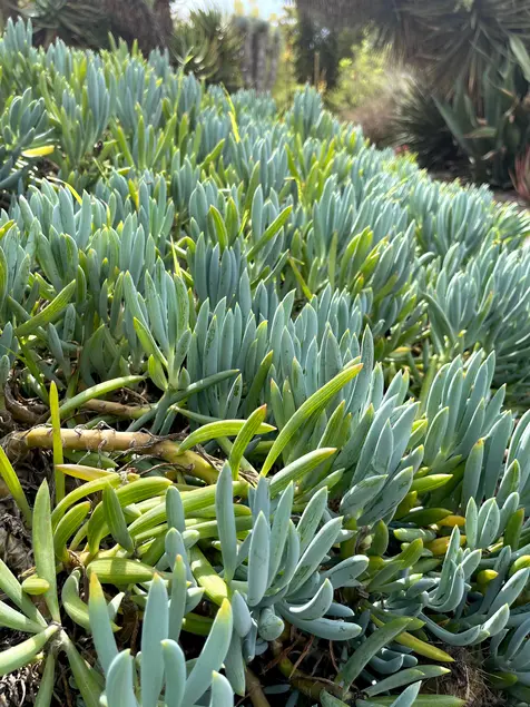 A large number of small, bright, whitish green succulent leaves grow vertically.
