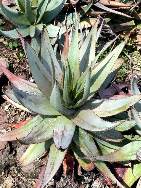 Rosette-shaped succulent. The leaves are pale green with red tips.