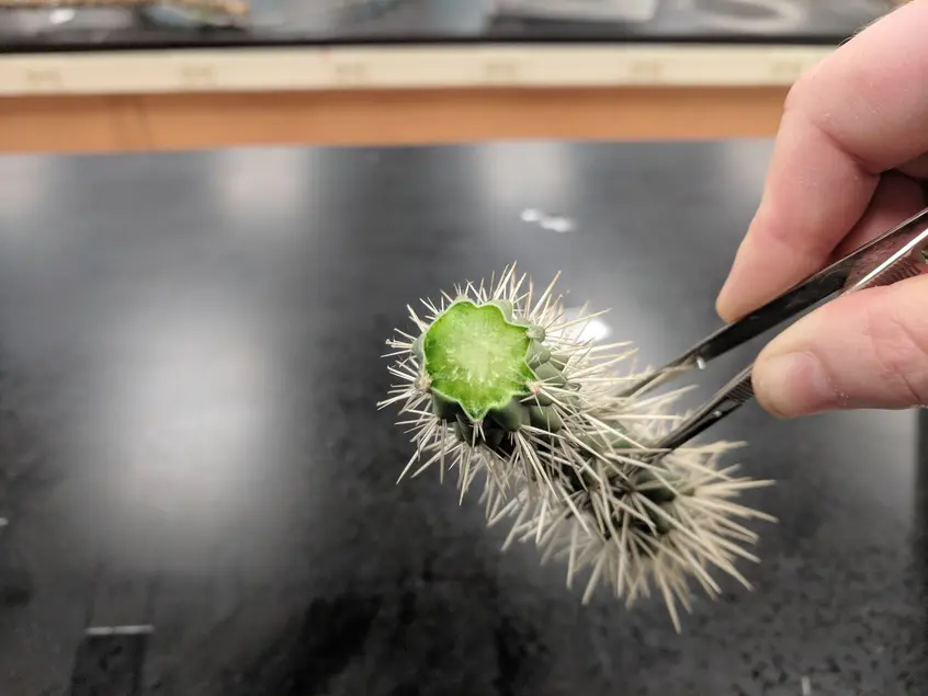 A hand holds tweezers that hold a cut plant stem. The cut stem is bright green in the center. The cut stem has several spine-like growths. 