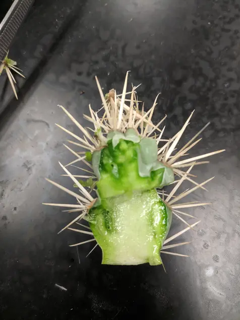 A cross-section of a succulent stem tip on a black table. The inside of the stem is bright green and white. The outside of the stem is covered in long white spine-like growths.