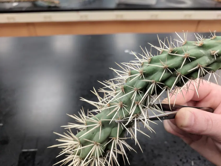 A hand holds tweezers that hold a cut plant stem. The cut stem has several spine-like growths. 
