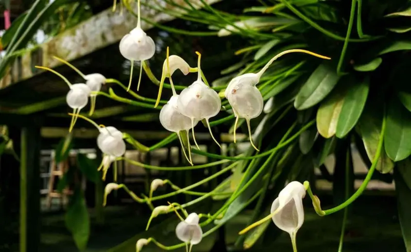 White Orchid flowers.