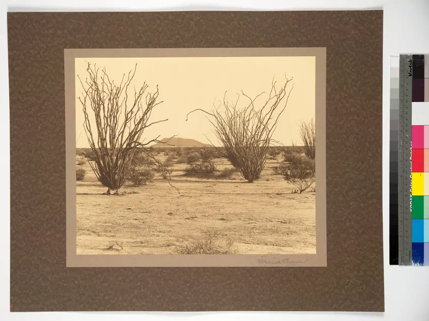 Sepia image of a desert scene with tall shrubby plants.