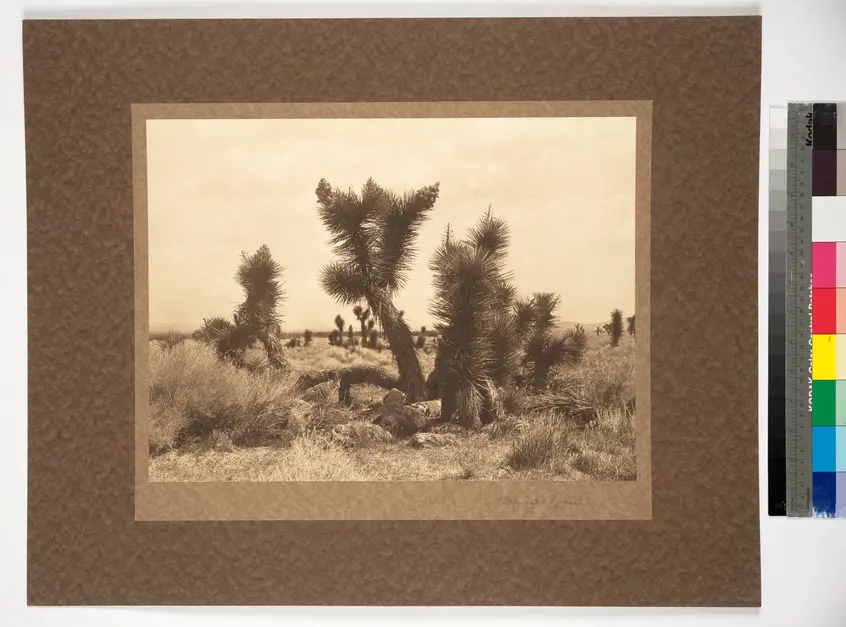Sepia image of a desert scene with tall tree-like plants.