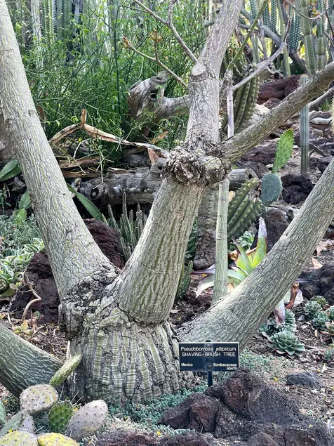 The trunk of a tree grows in three branches. The base of the trunk is swollen.
