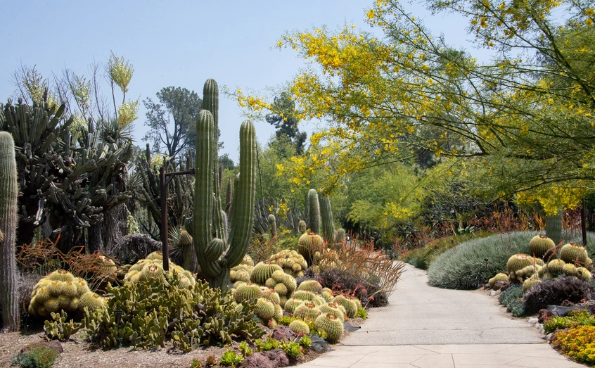 Green desert plants with a concrete path running through the middle. 