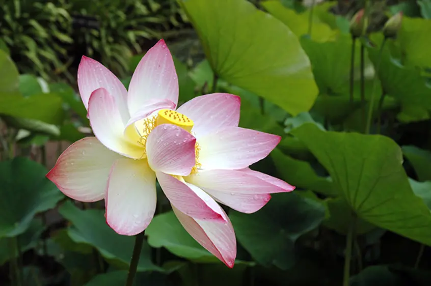 Pink, white and yellow blooming lotus flower. 