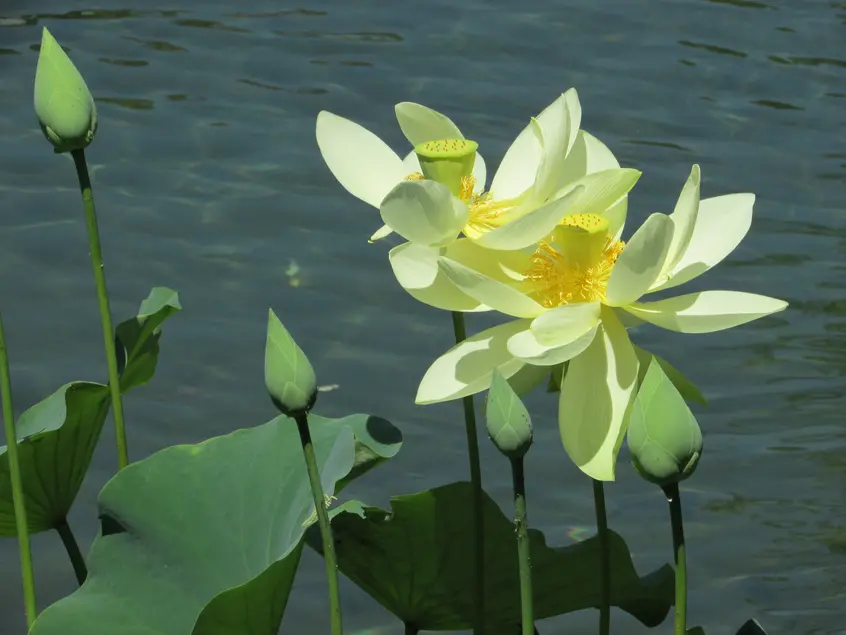 Two white lotus blossoms and three closed lotus blooms grow out of the water.