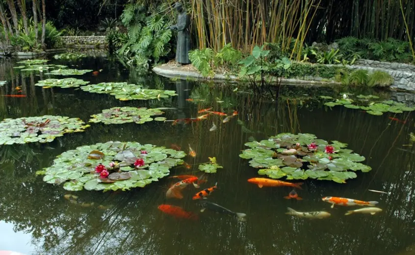 Koi swimming in a pond filled with green lily pads. 