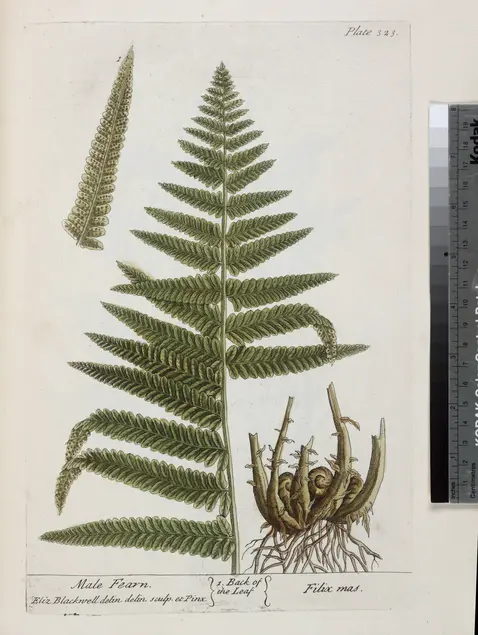 Printed illustration of multiple parts of a plant including the front of the leaf, the back of the leaf, and the roots. Text at the top of the page "Plate 323." Text at the bottom of the page "Male Fearn" "Eliz. Blackwell delin. delin. sculp. et Pinx" "1. Back of the Leaf" "Filix mas."