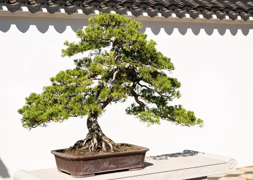Chinese juniper penjing with triangular foliage and roots growing above the soil against a white wall.