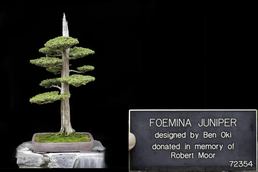 A Foemina Juniper bonsai with a vertical trunk and layers of rounded foliage grows against a black background.