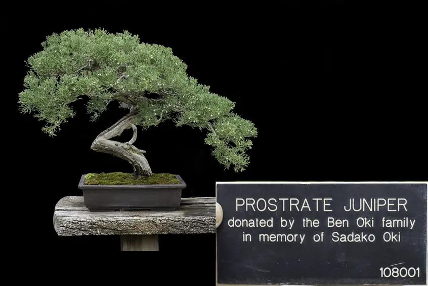 A prostrate juniper bonsai with an acute angle in its trunk grows against a black background.