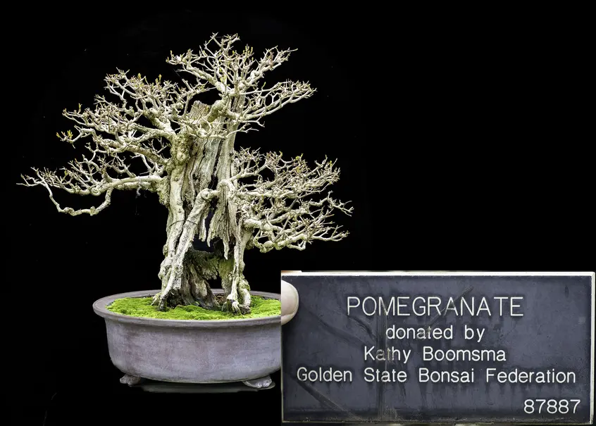A pomegranate bonsai with no leaves or blossoms and with a large hollow in its trunk grows against a black background.