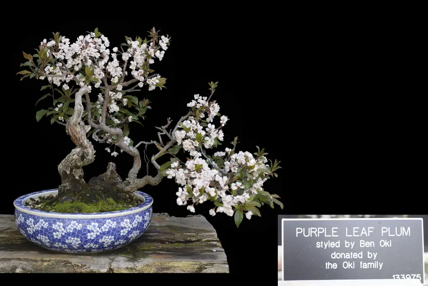 A purple leaf plum bonsai with angular branches and small white flowers against a black background.