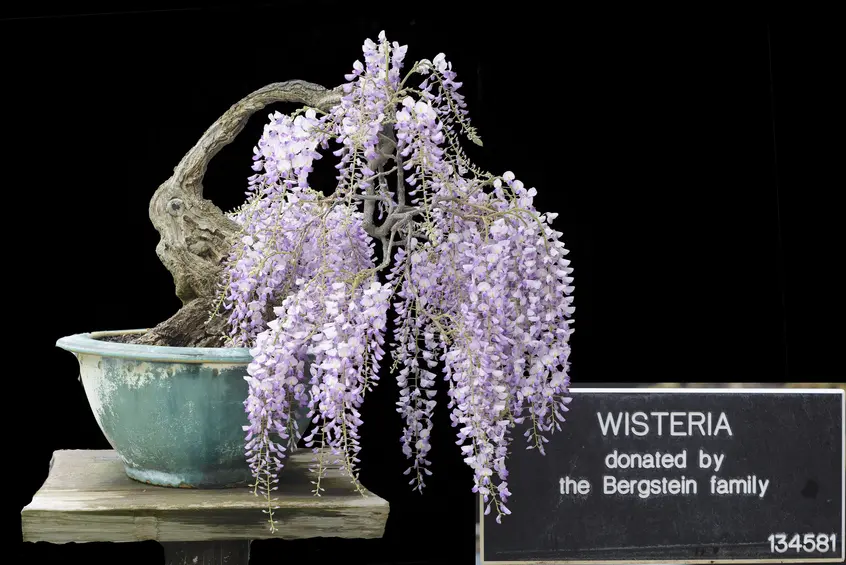 A bonsai wisteria with drooping purple flowers against a black background.