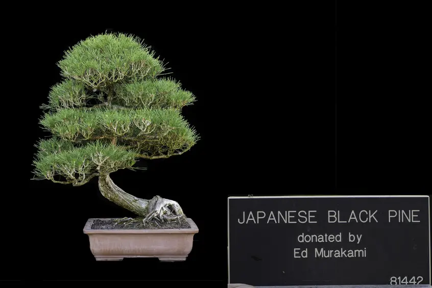 A Japanese Black Pine bonsai with a curved stem and domed foliage grows against a black background.