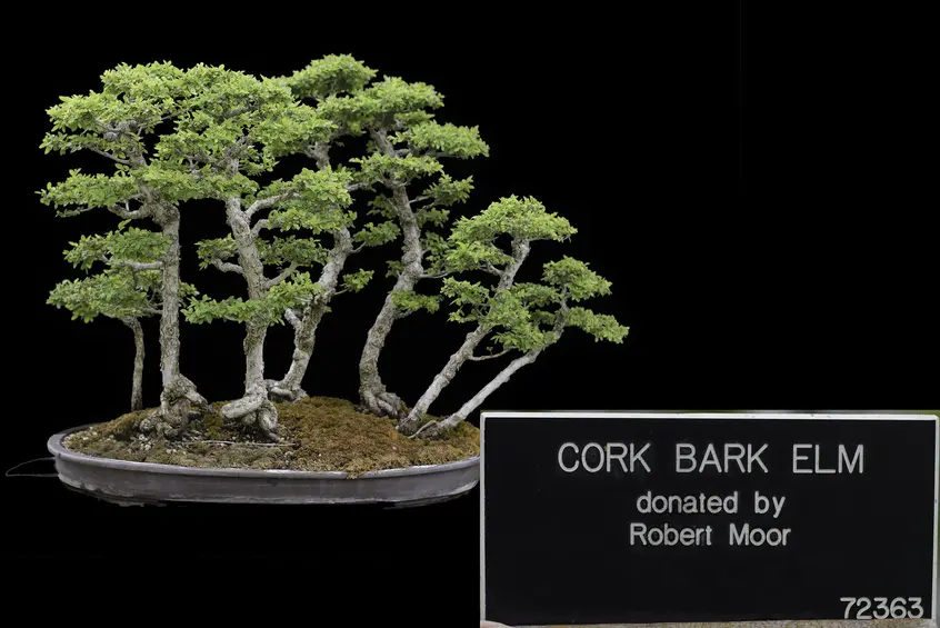 A Cork Bark Elm bonsai grows with seven distinct trunk-like structures in a landscape-style formation against a black background.