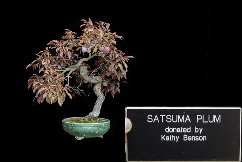 A Satsuma Plum bonsai with red leaves and small red fruit against a black background.
