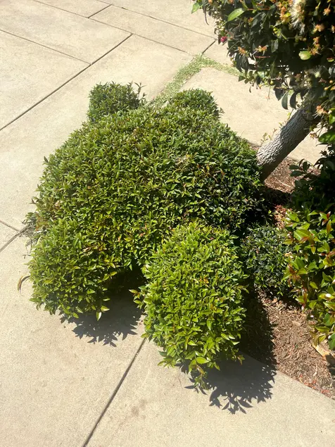 A turtle-shaped bush grows close to the ground. 