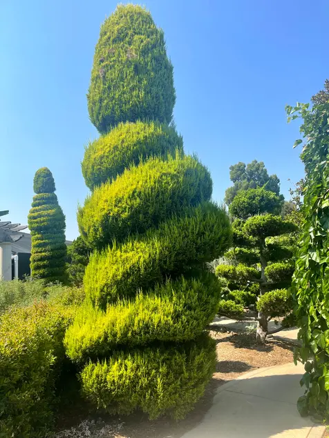 Three large bushes in spiral shapes.