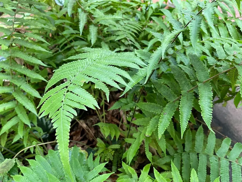 A leafy green plant.
