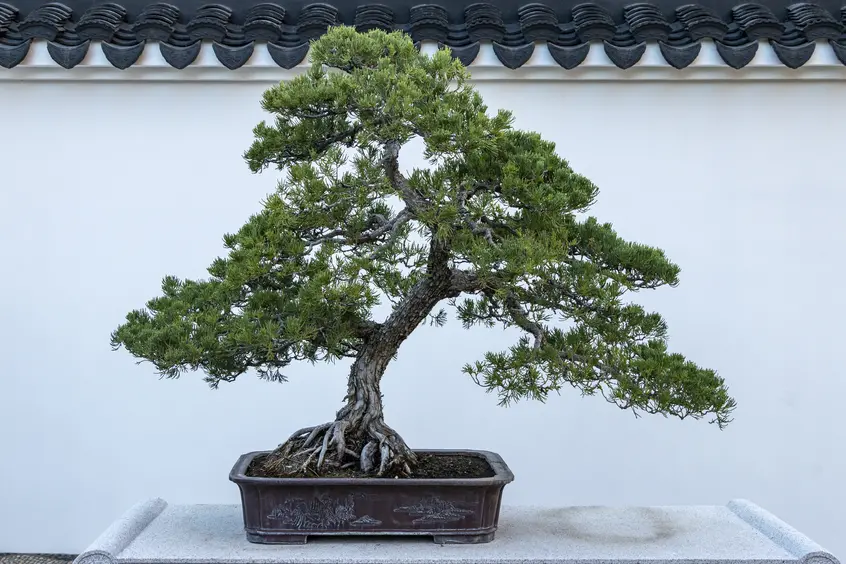 Chinese juniper penjing with triangular foliage against a white wall.
