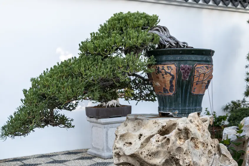Chinese juniper penjing growing downward out of a decorated pot sitting on a rock with holes.