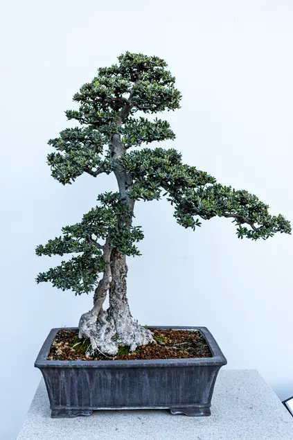Olive penjing with a gap in the trunk against a white wall.