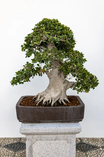 Taiwan ficus penjing  with a thick trunk and roots growing above the soil level against a white wall